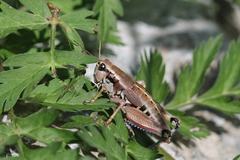 Podisma amedegnatoae