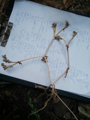 Valerianella orientalis