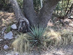 Yucca madrensis