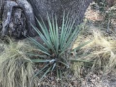 Yucca madrensis