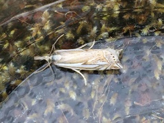 Crambus whitmerellus
