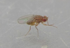 Drosophila busckii