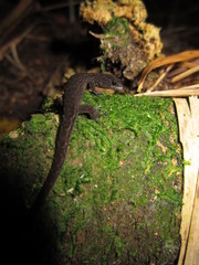 Lepidoblepharis duolepis