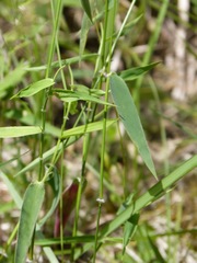 Dichanthelium annulum