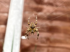 Araneus diadematus