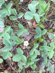 Fragaria virginiana glauca