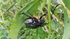 Osmoderma eremicola
