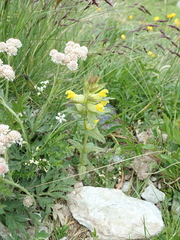 Rhinanthus alectorolophus