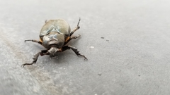 Osmoderma eremicola