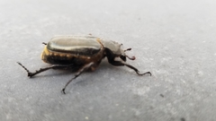 Osmoderma eremicola