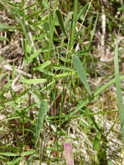 Dichanthelium annulum