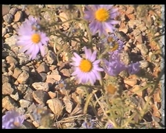 Erigeron utahensis