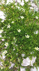 Moehringia ciliata