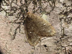 Paleacrita merriccata