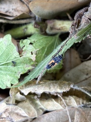 Harmonia axyridis