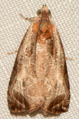 Olethreutes inornatana
