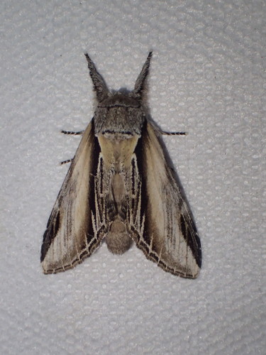 Swallow Prominent