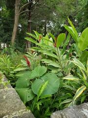 Image of Alpinia purpurata