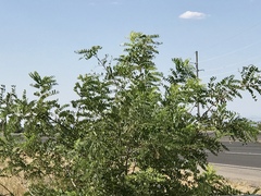 Robinia neomexicana