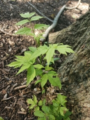 Magnoliopsida