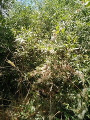 Salix acmophylla