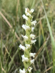 Spiranthes × stellata