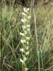 Spiranthes × stellata