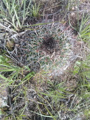 Echinofossulocactus zacatecasensis