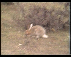 Lepus townsendii