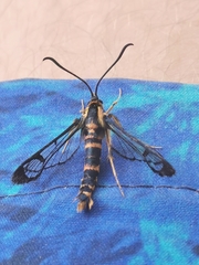 Synanthedon novaroensis