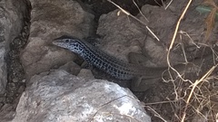 Aspidoscelis scalaris