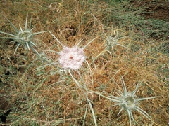 Exoacantha heterophylla