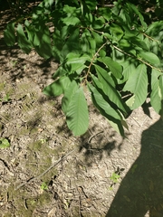 Asimina triloba