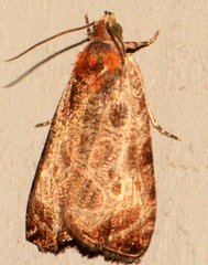 Olethreutes inornatana