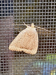 Amphipyra tragopoginis