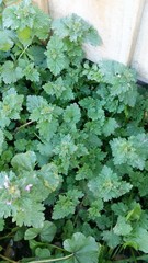 Lamium hybridum