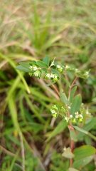 Euphorbia hyssopifolia