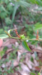 Euphorbia hyssopifolia