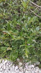 Salix glabra