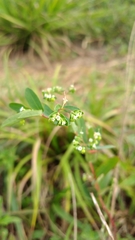 Euphorbia hyssopifolia