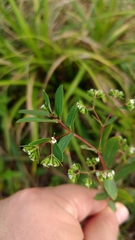 Euphorbia hyssopifolia