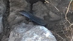 Aspidoscelis scalaris