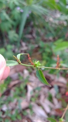 Euphorbia hyssopifolia