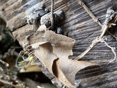 Araneoidea
