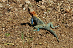 Agama lionotus