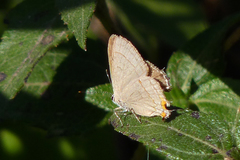 Badecla argentinensis