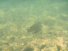 Abudefduf declivifrons