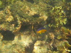 Stegastes flavilatus