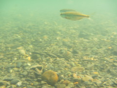 Richardsonius balteatus