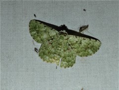 Aeolochroma viridicata